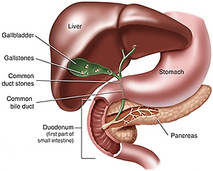 Gallbladder Anatomy